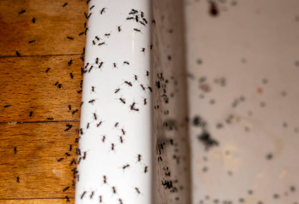 Best Best Pest Control Companies  in Slaughterville, OK