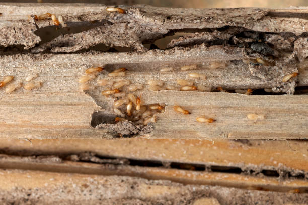 Reliable Slaughterville, OK Pest Control Solutions