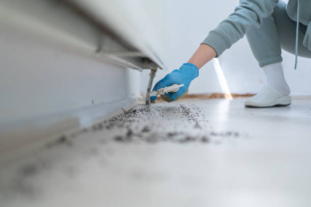 Best Ant Control Services  in Slaughterville, OK